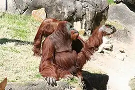 Orangutans