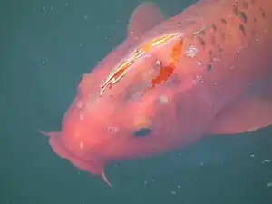 A koi, a domesticated carp bred in Japan for its ornamental value in gardens and ponds