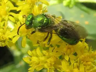 Augochloropsis metallica male