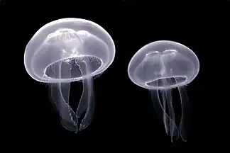 Moon jellyfish