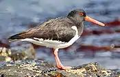 Eurasian oystercatcher, Haematopus ostralegus