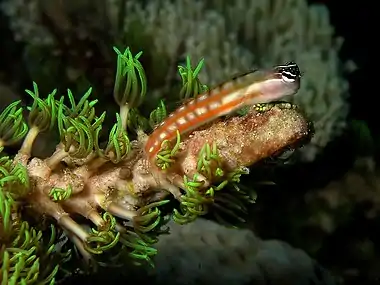 Image 69Australian blenny (from Coastal fish)