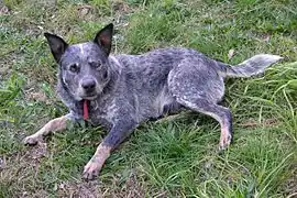 Blue Australian Cattle Dog