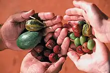 Bush Tucker (bush foods) harvested at Alice Springs Desert Park in Australia