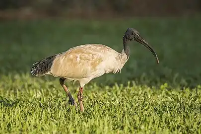 adult with stained feathers