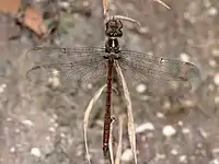 Male dorsal view, Queensland