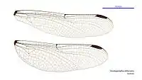 Female wings