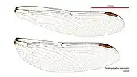 Female wings