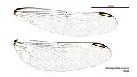 Female wings