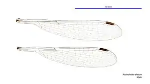 Male wings