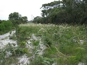 Habit of Austrostipa mollis