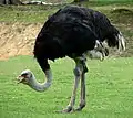 Ostrich