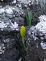 The autumn-flowering variety (C. persicum var. autumnale) with Sternbergia clusiana in the Golan Heights