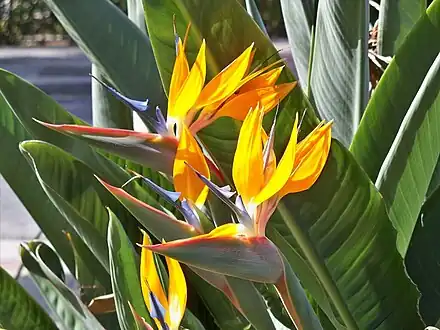 Strelitzia (Strelitziaceae)