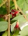 Averrhoa bilimbi flower