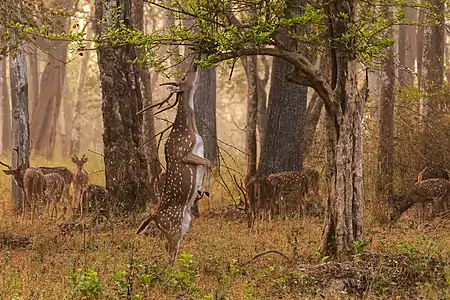 Chital deer, Axis axis. The animals in the background are effectively countershaded with their bodies horizontal, but the upright stag in the foreground is made conspicuous by its light belly. The spotting is disruptive.