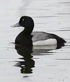 A greater scaup swimming in Westchester Lagoon