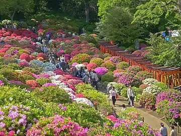 Rhododendron