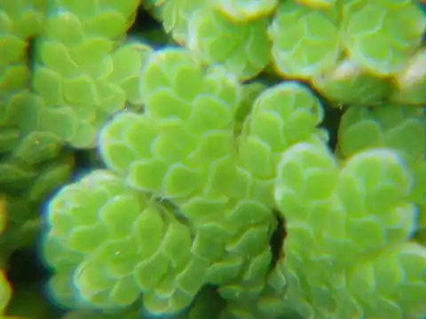 Close-up of a leaf