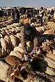 Sheep Market