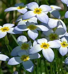 Azure Bluet (Houstonia caerulea) in Pennsylvania