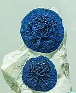 Azurite in siltstone, Malbunka mine, Northern Territory, Australia