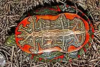 An overturned turtle on grass: coloring is bright red with black and white Rorshach-like patterns.