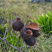 Dry seed pods