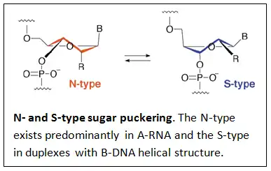 thumb
The presence of 2'-hydroxyls in the RNA backbone favors a structure that resembles the A-form structure of DNA. The flexible five-membered furanose ring in nucleotides exists in equilibrium of two preferred conformations of the N- (C3'-endo, A-form) and the S-type (C2'-endo, B-form) as illustrated in the next figure.