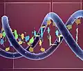 Oversimplified model of the A-DNA double helix.