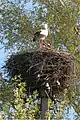 Image 8White storks on their nest in Belarus, 2009. The Stork is the national symbol of Belarus.