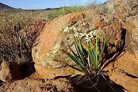 Babiana spathacea