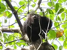 Photograph of a black howler monkey ('baboon') calling in a tree