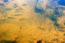 Fish in Crestone Creek