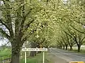 'Canadian Giant' fruiting, September, Bacchus Marsh Avenue of Honour