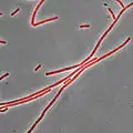 Bacillus subtilis stained with Nile red as a membrane dye (shown in red). This strain grows partly as cell chains, so a membrane dye may be useful to distinguish internal cell boundaries.