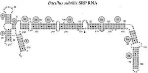 Bacterial SRP RNA (6S RNA) from Bacillus subtilis