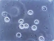 Circular microorganisms floating in blue fluid