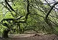 Dwarf Beech avenue in Bad Nenndorf