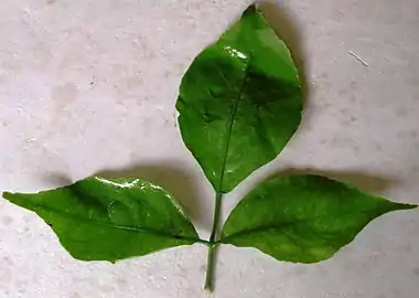 Leaf