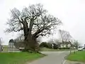 Baginton Oak tree, with The Oak public house in the background