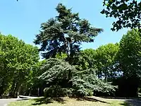 A cedar of Lebanon