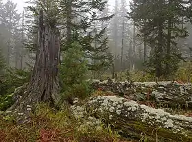 Baikalsky Zapovednik