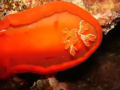 Spanish dancer taken at night, Red Sea