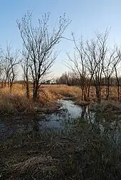 Trees sit in wetland