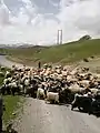 Nomadic transhumance in the village of Hossein Abad