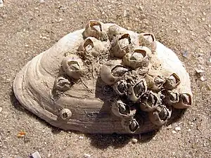 Balanus improvisus, one of the many barnacle taxa described by Charles Darwin