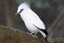 Bali starling in aviary at Hong Kong Park