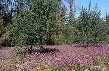 Medium sized trees with purple flowers underneath