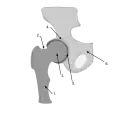 Details of hip joint. FemurFemoral NeckFemoral HeadAcetabulumAcetabular LabrumPelvis